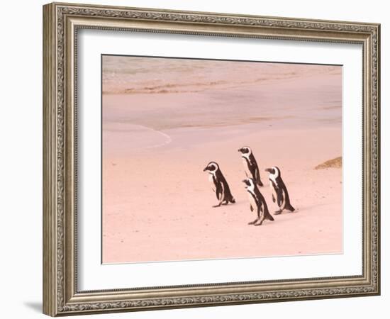 Jackass Penguins at the Boulders, near Simons Town, South Africa-Bill Bachmann-Framed Photographic Print