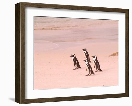 Jackass Penguins at the Boulders, near Simons Town, South Africa-Bill Bachmann-Framed Photographic Print