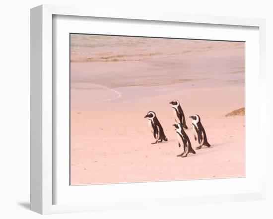 Jackass Penguins at the Boulders, near Simons Town, South Africa-Bill Bachmann-Framed Photographic Print