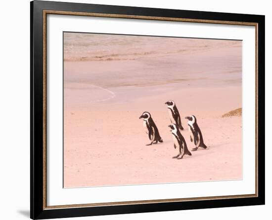 Jackass Penguins at the Boulders, near Simons Town, South Africa-Bill Bachmann-Framed Photographic Print
