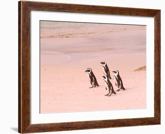 Jackass Penguins at the Boulders, near Simons Town, South Africa-Bill Bachmann-Framed Photographic Print