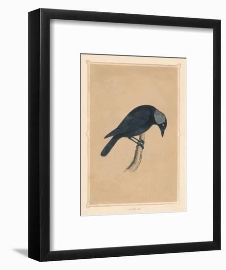 'Jackdaw', (Corvus monedula), c1850, (1856)-Unknown-Framed Giclee Print