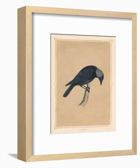 'Jackdaw', (Corvus monedula), c1850, (1856)-Unknown-Framed Giclee Print