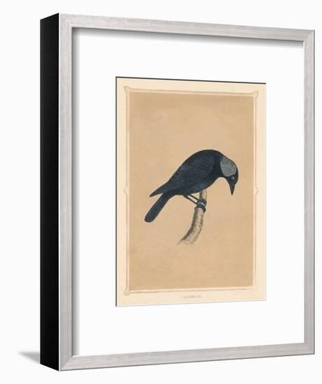 'Jackdaw', (Corvus monedula), c1850, (1856)-Unknown-Framed Giclee Print