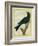 Jackdaw-Georges-Louis Buffon-Framed Giclee Print