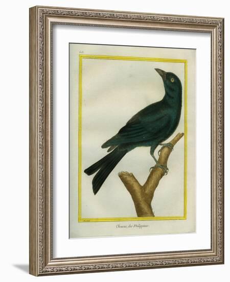 Jackdaw-Georges-Louis Buffon-Framed Giclee Print