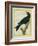 Jackdaw-Georges-Louis Buffon-Framed Giclee Print