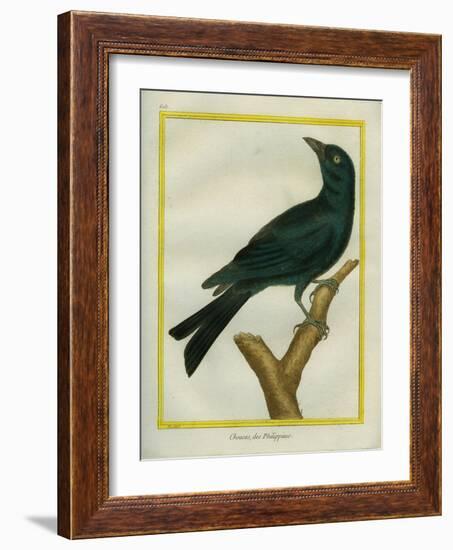 Jackdaw-Georges-Louis Buffon-Framed Giclee Print