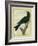 Jackdaw-Georges-Louis Buffon-Framed Giclee Print