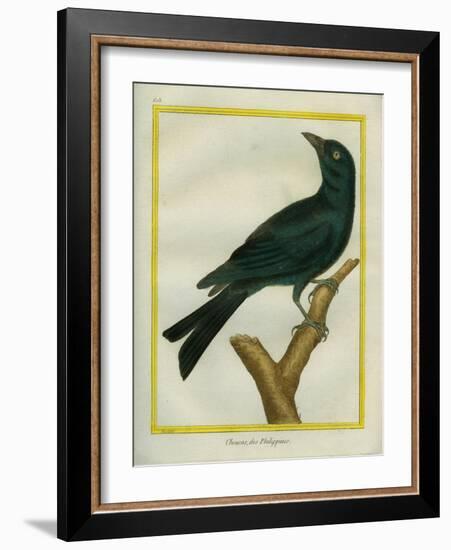 Jackdaw-Georges-Louis Buffon-Framed Giclee Print