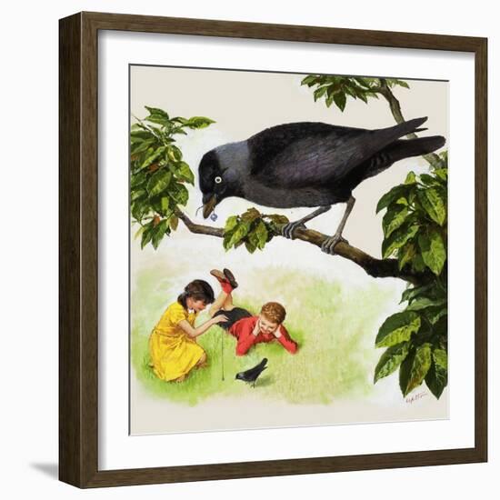 Jackdaw-Clive Uptton-Framed Giclee Print