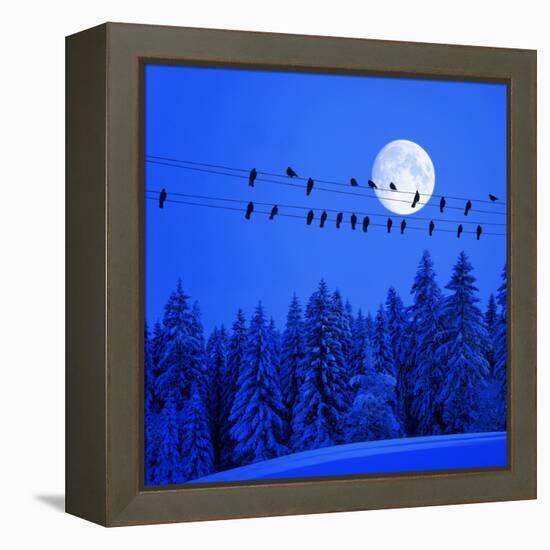 Jackdaws on Power Supply Line, Full Moon Evening, Winter Wood (M)-Ludwig Mallaun-Framed Premier Image Canvas