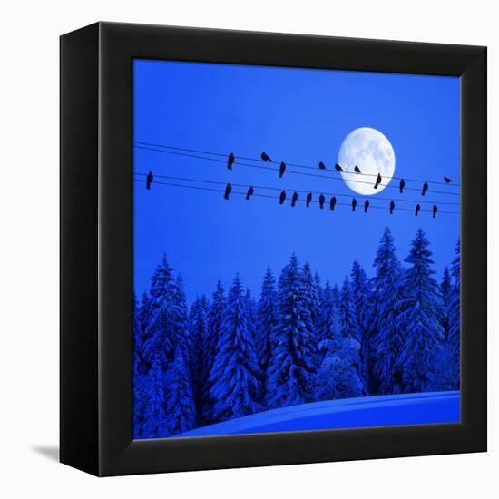 Jackdaws on Power Supply Line, Full Moon Evening, Winter Wood (M)-Ludwig Mallaun-Framed Premier Image Canvas