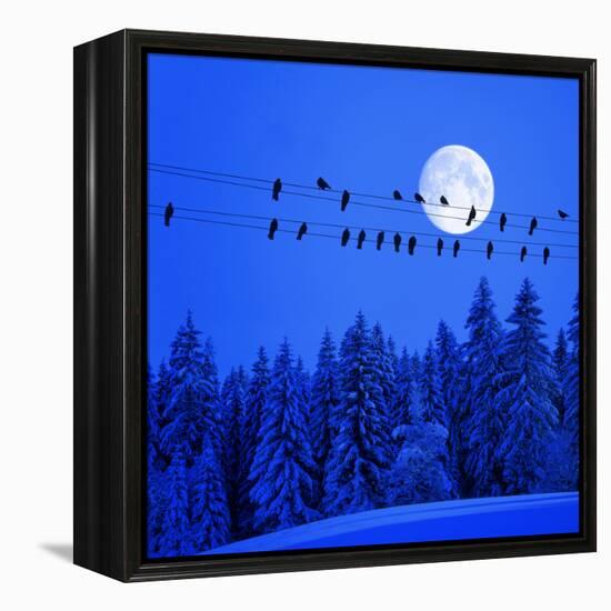 Jackdaws on Power Supply Line, Full Moon Evening, Winter Wood (M)-Ludwig Mallaun-Framed Premier Image Canvas