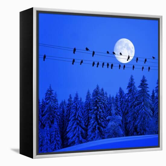 Jackdaws on Power Supply Line, Full Moon Evening, Winter Wood (M)-Ludwig Mallaun-Framed Premier Image Canvas