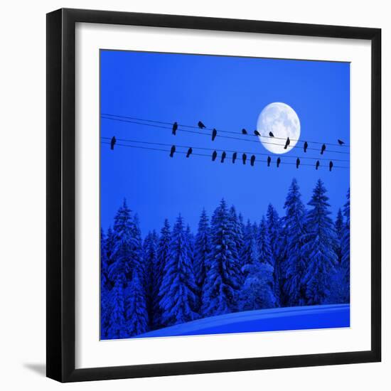Jackdaws on Power Supply Line, Full Moon Evening, Winter Wood (M)-Ludwig Mallaun-Framed Photographic Print