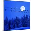 Jackdaws on Power Supply Line, Full Moon Evening, Winter Wood (M)-Ludwig Mallaun-Mounted Photographic Print