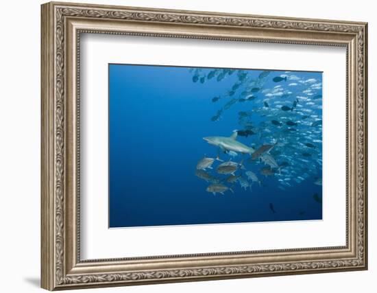 Jackfish School (Caranx-Reinhard Dirscherl-Framed Photographic Print