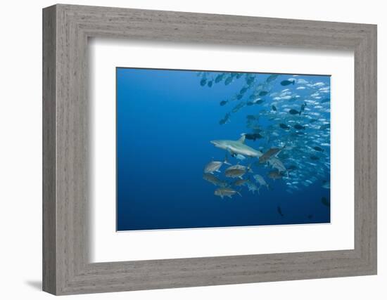 Jackfish School (Caranx-Reinhard Dirscherl-Framed Photographic Print