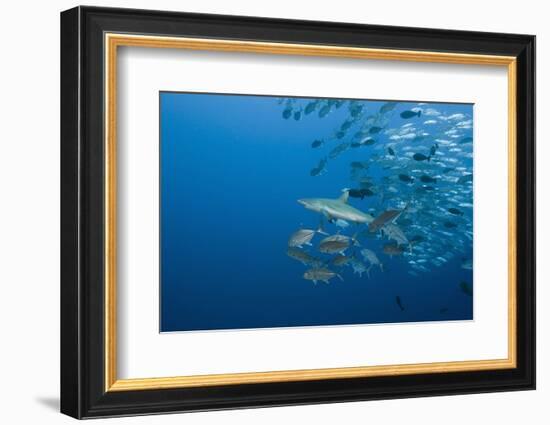 Jackfish School (Caranx-Reinhard Dirscherl-Framed Photographic Print