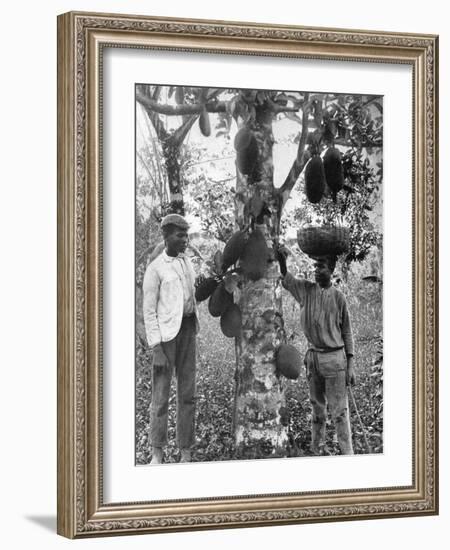 Jackfruit, Jamaica, C1905-Adolphe & Son Duperly-Framed Giclee Print