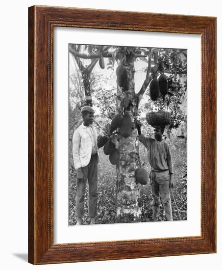 Jackfruit, Jamaica, C1905-Adolphe & Son Duperly-Framed Giclee Print