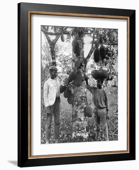 Jackfruit, Jamaica, C1905-Adolphe & Son Duperly-Framed Giclee Print