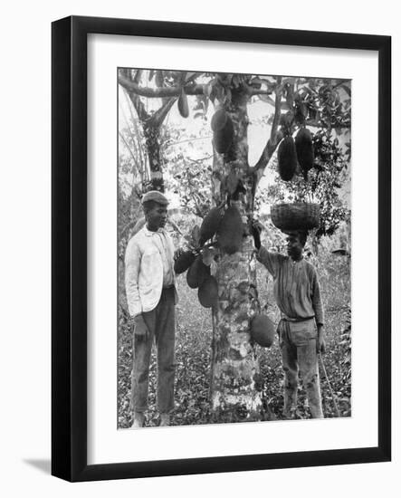 Jackfruit, Jamaica, C1905-Adolphe & Son Duperly-Framed Giclee Print