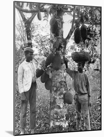 Jackfruit, Jamaica, C1905-Adolphe & Son Duperly-Mounted Giclee Print