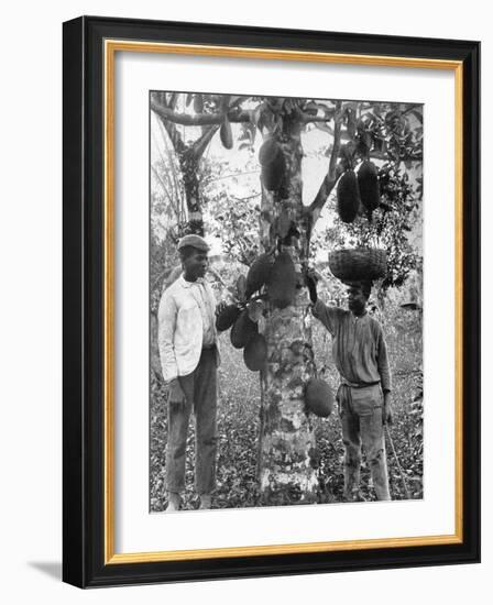 Jackfruit, Jamaica, C1905-Adolphe & Son Duperly-Framed Giclee Print