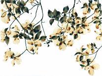 Pale Magnolia-Jackie Battenfield-Giclee Print