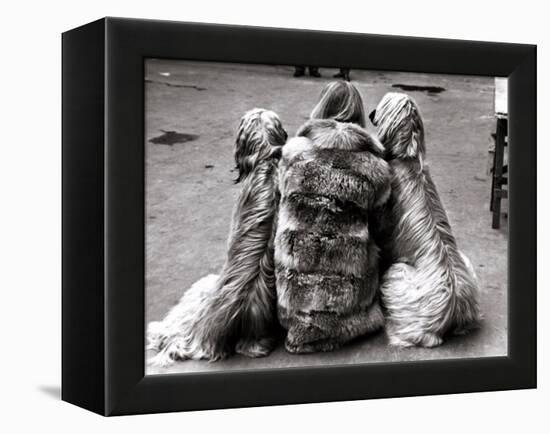 Jackie Faith and Her Afghan Hounds, March 1968-null-Framed Premier Image Canvas