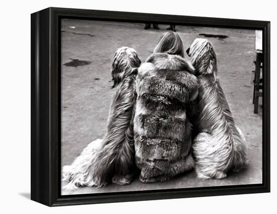 Jackie Faith and Her Afghan Hounds, March 1968-null-Framed Premier Image Canvas