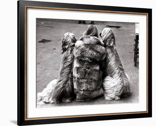 Jackie Faith and Her Afghan Hounds, March 1968-null-Framed Photographic Print