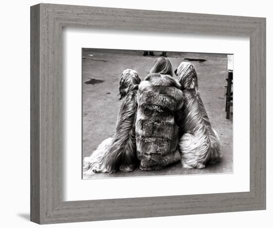 Jackie Faith and Her Afghan Hounds, March 1968-null-Framed Photographic Print