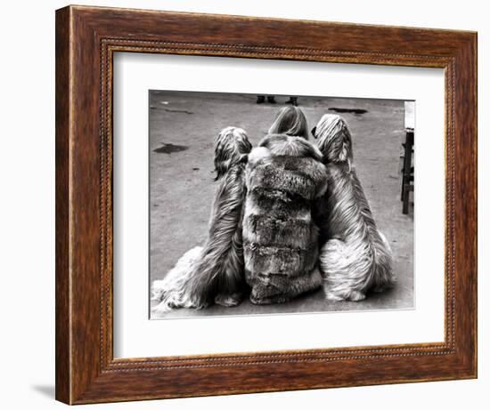 Jackie Faith and Her Afghan Hounds, March 1968-null-Framed Photographic Print