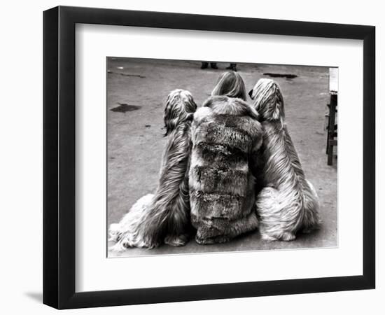 Jackie Faith and Her Afghan Hounds, March 1968-null-Framed Photographic Print