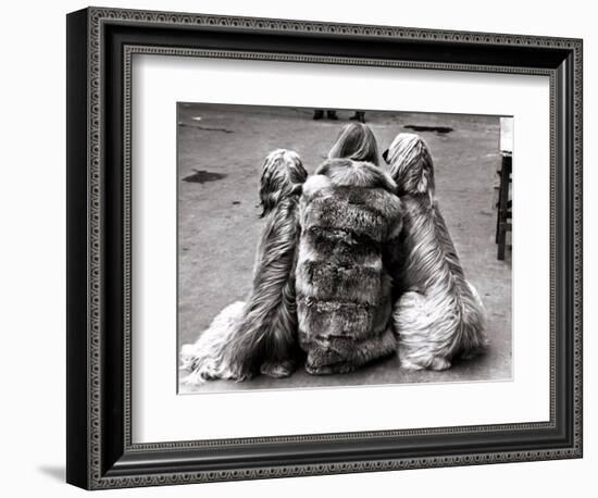 Jackie Faith and Her Afghan Hounds, March 1968-null-Framed Photographic Print