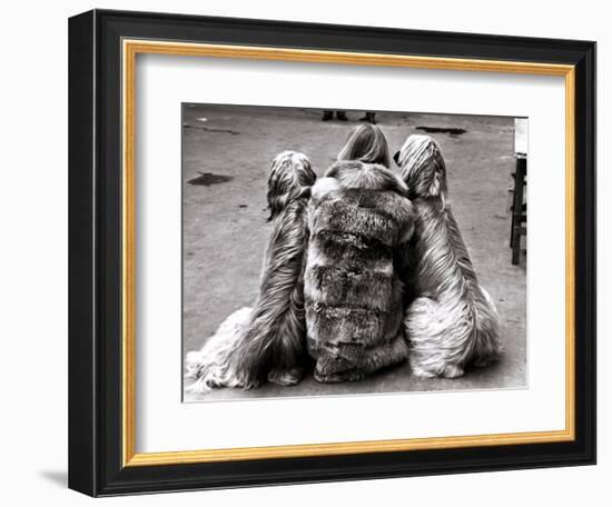 Jackie Faith and Her Afghan Hounds, March 1968-null-Framed Photographic Print