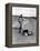 Jackie Kennedy, Wife of Sen, Walking Along Beach with Her Slicker Clad Daughter Caroline-Alfred Eisenstaedt-Framed Premier Image Canvas