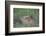 Jackrabbit in the Grass-DLILLC-Framed Photographic Print
