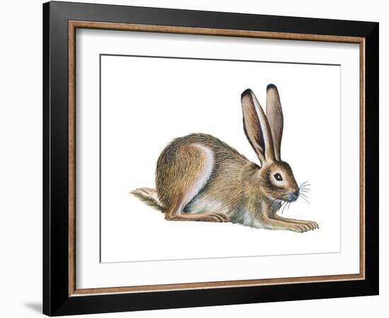 Jackrabbit (Lepus Townsendi), Mammals-Encyclopaedia Britannica-Framed Art Print