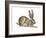 Jackrabbit (Lepus Townsendi), Mammals-Encyclopaedia Britannica-Framed Art Print