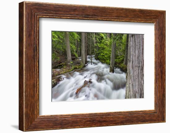 Jackson Creek in Glacier National Park, Montana, USA-Chuck Haney-Framed Photographic Print