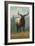 Jackson Hole, Wyoming - Elk-Lantern Press-Framed Art Print