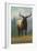 Jackson Hole, Wyoming - Elk-Lantern Press-Framed Art Print