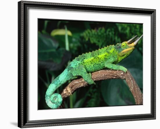 Jackson's Chameleon, Native to Eastern Africa-David Northcott-Framed Photographic Print