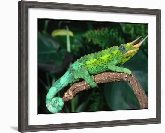 Jackson's Chameleon, Native to Eastern Africa-David Northcott-Framed Photographic Print