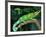 Jackson's Chameleon, Native to Eastern Africa-David Northcott-Framed Photographic Print