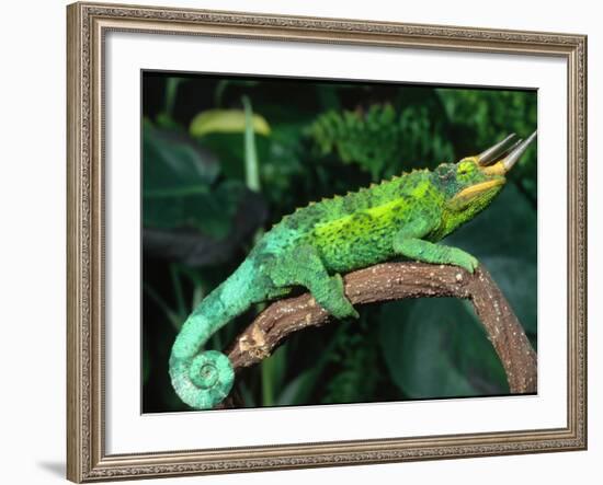 Jackson's Chameleon, Native to Eastern Africa-David Northcott-Framed Photographic Print